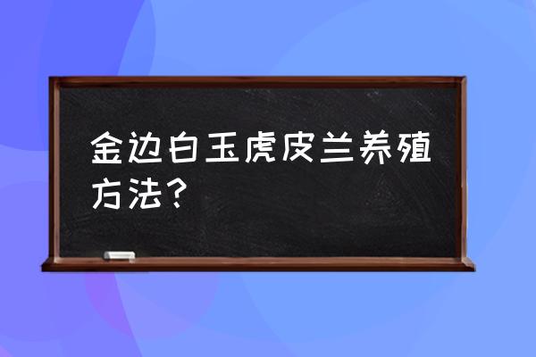 高金边虎尾兰怎样养 金边白玉虎皮兰养殖方法？