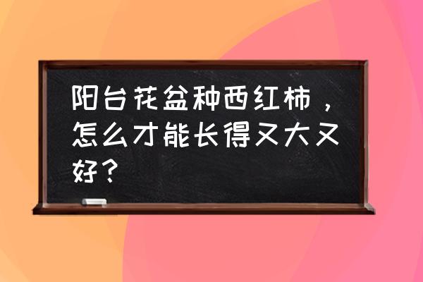 如何在家用花盆种植番茄 阳台花盆种西红柿，怎么才能长得又大又好？