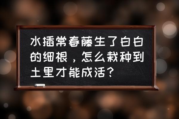 常春藤长太长了怎么修剪 水插常春藤生了白白的细根，怎么栽种到土里才能成活？