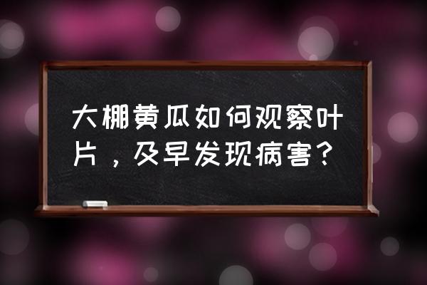 大棚种植黄瓜应防治哪些病害 大棚黄瓜如何观察叶片，及早发现病害？