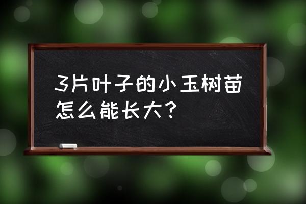 小玉如何修剪 3片叶子的小玉树苗怎么能长大？