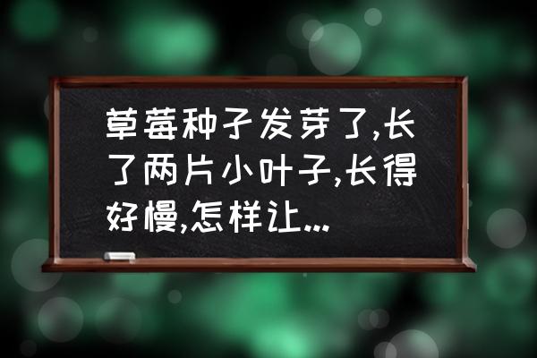 草莓长得太旺不开花结果怎么办 草莓种孑发芽了,长了两片小叶子,长得好慢,怎样让他长壮点？