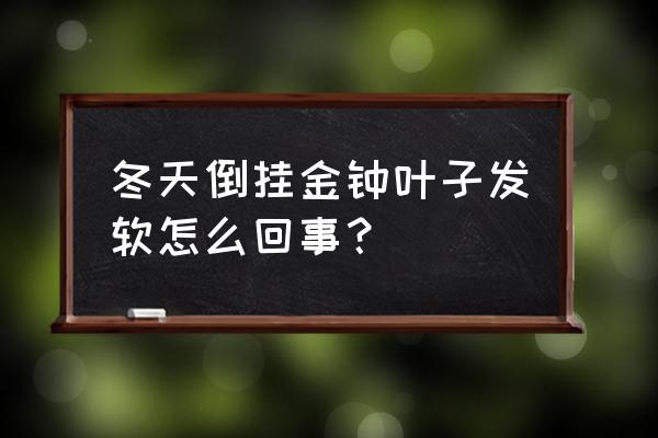 倒挂金钟突然蔫怎么解决 冬天倒挂金钟叶子发软怎么回事？