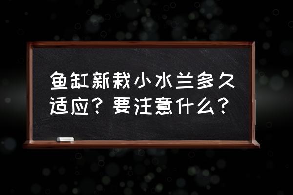 水草去根种下几天能恢复 鱼缸新栽小水兰多久适应？要注意什么？