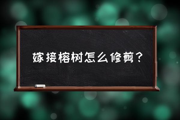 榕树修剪口诀 嫁接榕树怎么修剪？