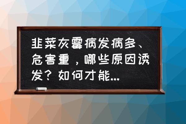 韭菜后期病害图片大全 韭菜灰霉病发病多、危害重，哪些原因诱发？如何才能防治住？