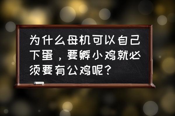 为什么聪明公鸡能孵出小鸡 为什么母机可以自己下蛋，要孵小鸡就必须要有公鸡呢？