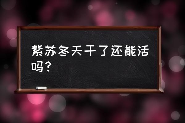 紫苏冬天干了还能活吗 紫苏冬天干了还能活吗？