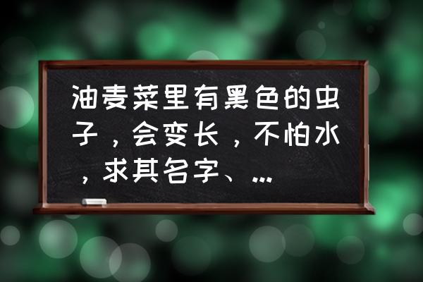 菜上长小黑虫子用什么方法 油麦菜里有黑色的虫子，会变长，不怕水，求其名字、危害等？