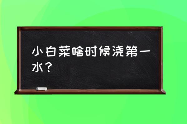 白菜苗期浇水的正确方法 小白菜啥时候浇第一水？