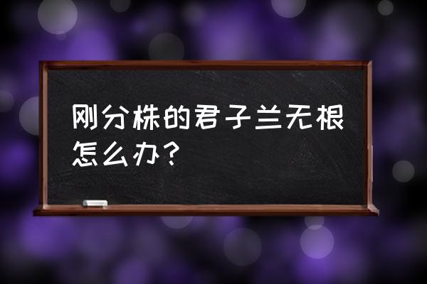 君子兰没根了怎么发根 刚分株的君子兰无根怎么办？