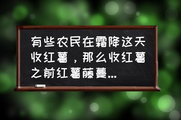 腌制的番薯藤怎么炒 有些农民在霜降这天收红薯，那么收红薯之前红薯藤蔓怎样处理？