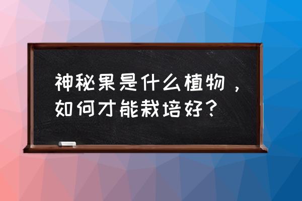 神秘果的图片功效与作用 神秘果是什么植物，如何才能栽培好？