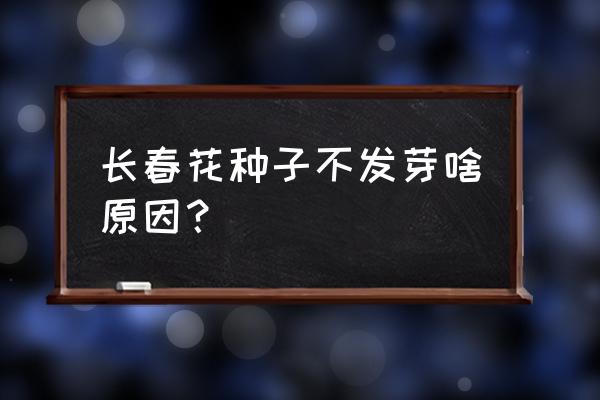 长春花叶子繁殖方法和注意事项 长春花种子不发芽啥原因？