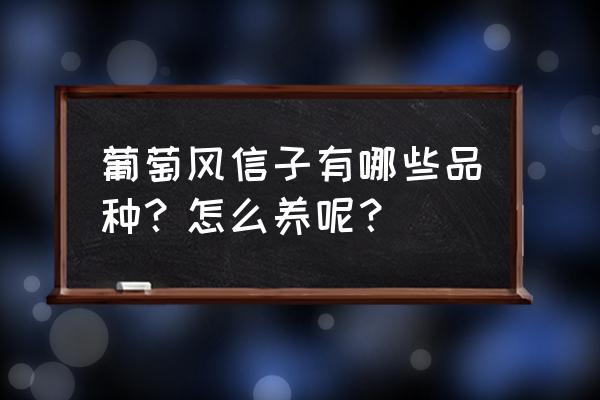 大花葱的繁殖方法 葡萄风信子有哪些品种？怎么养呢？