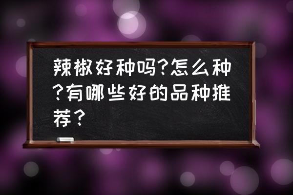 盆栽辣椒种子怎么选种最好 辣椒好种吗?怎么种?有哪些好的品种推荐？