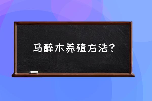 马醉木的养殖方法和注意事项 马醉木养殖方法？