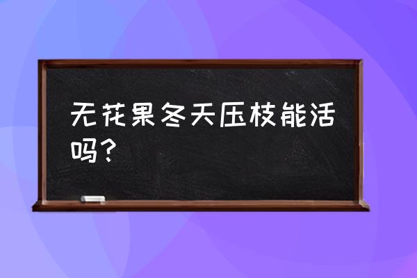 无花果压枝繁殖能高产吗 无花果冬天压枝能活吗？