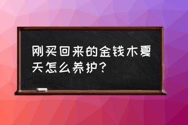 金钱木移盆注意事项 刚买回来的金钱木夏天怎么养护？