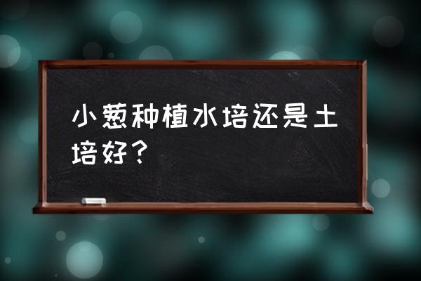 刚买回来的葱怎样用水养活 小葱种植水培还是土培好？