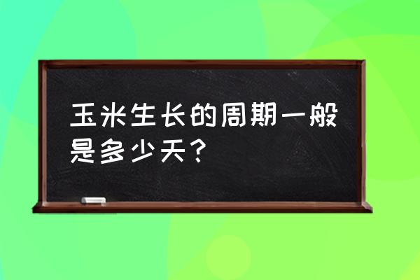 玉米种子的生长过程实验报告 玉米生长的周期一般是多少天？