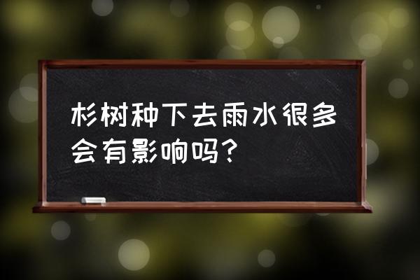 雨水把小树苗淋湿改写句子 杉树种下去雨水很多会有影响吗？