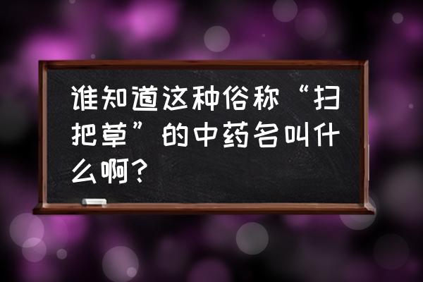 扫把草长得高吗 谁知道这种俗称“扫把草”的中药名叫什么啊？