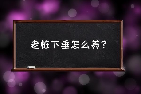 碧玉莲正确养殖方法 老桩下垂怎么养？