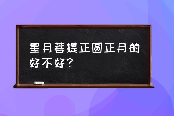 星月菩提正月最好吗 星月菩提正圆正月的好不好？