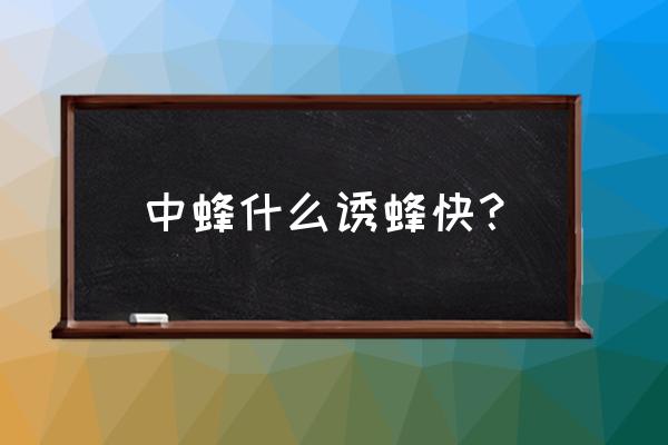 中蜂诱蜂技术 中蜂什么诱蜂快？