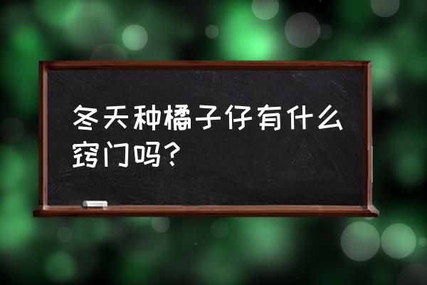 橘子籽直接种土里能发芽吗 冬天种橘子仔有什么窍门吗？