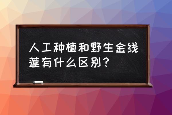 现在的金线莲是多少钱一斤 人工种植和野生金线莲有什么区别？